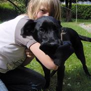 Labrador retriever Bølle