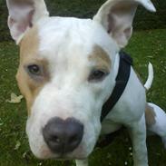 Amerikansk staffordshire terrier Naomi