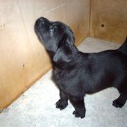 Labrador retriever targo