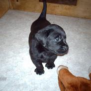 Labrador retriever targo