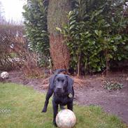 Labrador retriever targo