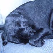 Labrador retriever Anton Skjødt