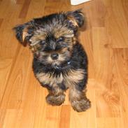 Yorkshire terrier Basso