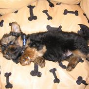 Yorkshire terrier Basso