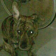 Amerikansk staffordshire terrier Nala