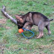 Schæferhund Mai Tuk Irko (Himlens stjerne)
