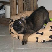 Schæferhund Mai Tuk Irko (Himlens stjerne)