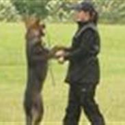 Schæferhund Mai Tuk Irko (Himlens stjerne)