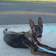 Schæferhund Mai Tuk Irko (Himlens stjerne)