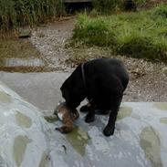 Labrador retriever Luke