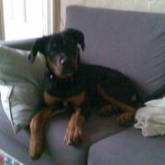 Blanding af racer Spikei