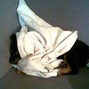 Blanding af racer Spikei