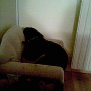 Blanding af racer Spikei