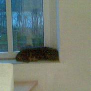 Blanding af racer Spikei