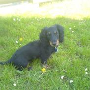 Gravhund Kalle-magnus