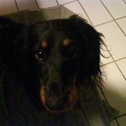 Gravhund Kalle-magnus