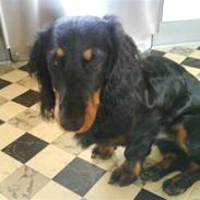 Gravhund Kalle-magnus