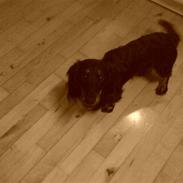 Gravhund Kalle-magnus