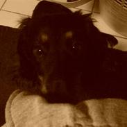 Gravhund Kalle-magnus