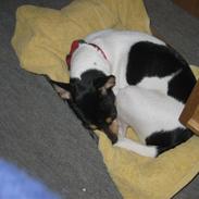 Dansk svensk gaardhund R.I.P Himmelhund Trunte