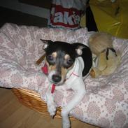 Dansk svensk gaardhund R.I.P Himmelhund Trunte