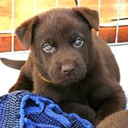 Australsk kelpie DINGO