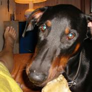Dobermann Boris