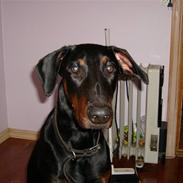 Dobermann Boris