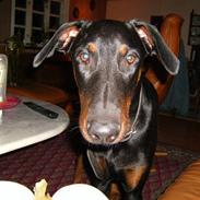 Dobermann Boris