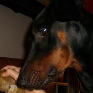 Dobermann Boris