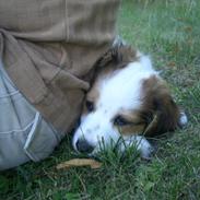 Kooikerhondje Milo (Moffe's Milo)