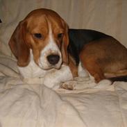 Beagle Bumle