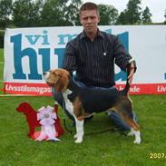 Beagle Bumle