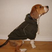 Beagle Bumle