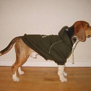 Beagle Bumle