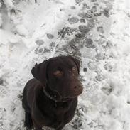 Labrador retriever Bailey