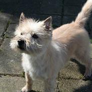 Cairn terrier Gaia