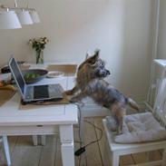 Cairn terrier Walder