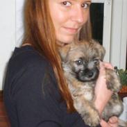 Cairn terrier Walder