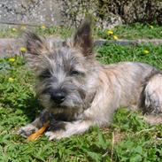 Cairn terrier Walder