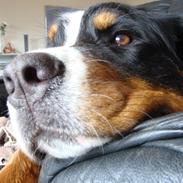 Berner sennenhund Sabelle