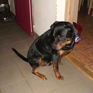 Rottweiler Basse*R.I.P*