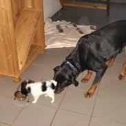 Rottweiler Basse*R.I.P*