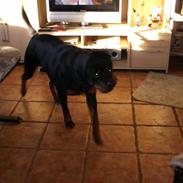 Rottweiler Basse*R.I.P*