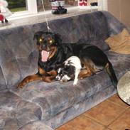 Rottweiler Basse*R.I.P*
