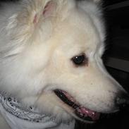 Samojedhund Trine DØD