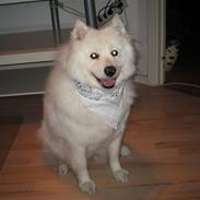 Samojedhund Trine DØD