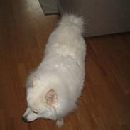 Samojedhund Trine DØD