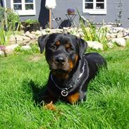 Rottweiler ROFUS