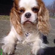 Cavalier king charles spaniel Jarger